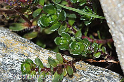 C384032: Zweiblütiger Steinbrech (Saxifraga biflora)