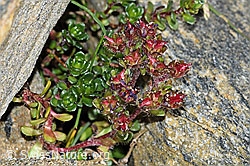 C384035: Zweiblütiger Steinbrech (Saxifraga biflora)
