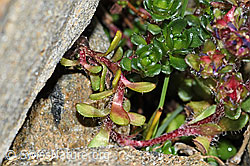 C384036: Zweiblütiger Steinbrech (Saxifraga biflora)