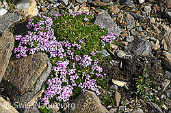 Kalk-Polsternelke (Silene acaulis) (C384042) Kalk-Polsternelke (Silene acaulis) (C384042)