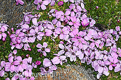 Kalk-Polsternelke (Silene acaulis) (C384071) Kalk-Polsternelke (Silene acaulis) (C384071)