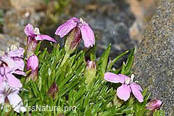 Kalk-Polsternelke (Silene acaulis) (C384074) Kalk-Polsternelke (Silene acaulis) (C384074)