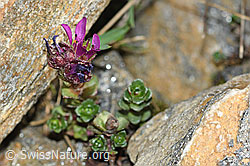 C384081: Zweiblütiger Steinbrech (Saxifraga biflora)