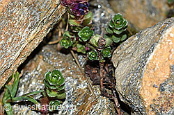 C384082: Zweiblütiger Steinbrech (Saxifraga biflora)