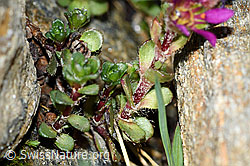 C384086: Zweiblütiger Steinbrech (Saxifraga biflora)