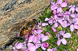 Mistbiene (Eristalis tenax) auf Kalk-Polsternelke (Silene acaulis) (C384090) Mistbiene (Eristalis tenax) auf Kalk-Polsternelke (Silene acaulis) (C384090)