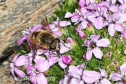 Mistbiene (Eristalis tenax) auf Kalk-Polsternelke (Silene acaulis) (C384091) Mistbiene (Eristalis tenax) auf Kalk-Polsternelke (Silene acaulis) (C384091)