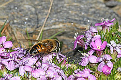 Mistbiene (Eristalis tenax) auf Kalk-Polsternelke (Silene acaulis) (C384094) Mistbiene (Eristalis tenax) auf Kalk-Polsternelke (Silene acaulis) (C384094)