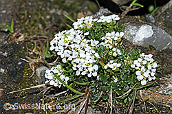 C384100: Kurzstängelige Gämskresse (Pritzelago alpina ssp. brevicaulis)