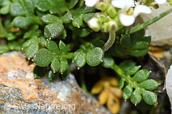 C384102: Kurzstängelige Gämskresse (Pritzelago alpina ssp. brevicaulis)