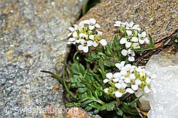 C384105: Kurzstängelige Gämskresse (Pritzelago alpina ssp. brevicaulis)