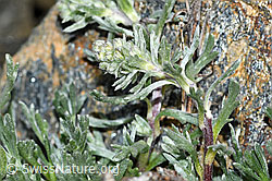 C384113: Ährige Edelraute (Artemisia genipi)