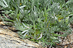 C384114: Ährige Edelraute (Artemisia genipi)