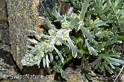 C384115: Ährige Edelraute (Artemisia genipi)