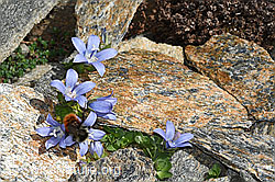 C384144: Berglandhummel (Bombus monticola) an Mont Cenis-Glockenblume (Campanula cenisia)