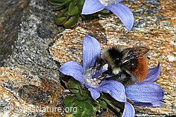 C384147: Berglandhummel (Bombus monticola) an Mont Cenis-Glockenblume (Campanula cenisia)