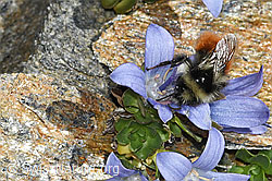 C384148: Berglandhummel (Bombus monticola) an Mont Cenis-Glockenblume (Campanula cenisia)