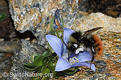 C384150: Berglandhummel (Bombus monticola) an Mont Cenis-Glockenblume (Campanula cenisia)