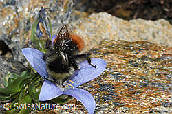C384151: Berglandhummel (Bombus monticola) an Mont Cenis-Glockenblume (Campanula cenisia)