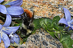 C384153: Berglandhummel (Bombus monticola) an Mont Cenis-Glockenblume (Campanula cenisia)