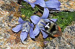 C384154: Berglandhummel (Bombus monticola) an Mont Cenis-Glockenblume (Campanula cenisia)