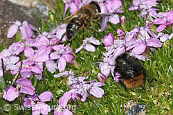 C384211: Berglandhummel (Bombus monticola) auf Kalk-Polsternelke (Silene acaulis)
