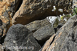 C384215: Alpenweissling (Pontia callidice) auf Alpen-Gänsekresse (Arabis alpina)