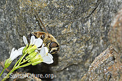 C384248: Mistbiene (Eristalis tenax) auf Alpen-Gänsekresse (Arabis alpina)