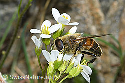 C384252: Mistbiene (Eristalis tenax) auf Alpen-Gänsekresse (Arabis alpina)