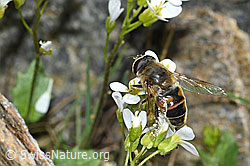 C384254: Mistbiene (Eristalis tenax) auf Alpen-Gänsekresse (Arabis alpina)