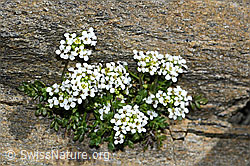 C384259: Kurzstängelige Gämskresse (Pritzelago alpina ssp. brevicaulis)