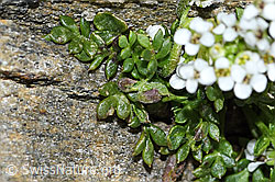 C384260: Kurzstängelige Gämskresse (Pritzelago alpina ssp. brevicaulis)