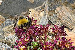 Zweiblütiger Steinbrech (Saxifraga biflora)