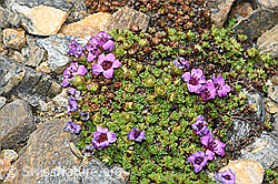 Gegenblättriger Steinbrech (Saxifraga oppositifolia) (C384271) Gegenblättriger Steinbrech (Saxifraga oppositifolia) (C384271)