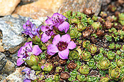 Gegenblättriger Steinbrech (Saxifraga oppositifolia) (C384272) Gegenblättriger Steinbrech (Saxifraga oppositifolia) (C384272)
