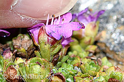 Gegenblättriger Steinbrech (Saxifraga oppositifolia) (C384275) Gegenblättriger Steinbrech (Saxifraga oppositifolia) (C384275)