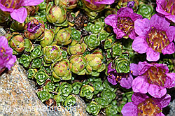 Gegenblättriger Steinbrech (Saxifraga oppositifolia) (C384280) Gegenblättriger Steinbrech (Saxifraga oppositifolia) (C384280)