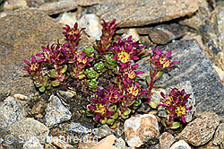 Zweiblütiger Steinbrech (Saxifraga biflora) (C384281)