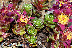 Zweiblütiger Steinbrech (Saxifraga biflora) (C384283)