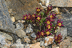 Zweiblütiger Steinbrech (Saxifraga biflora) (C384285)