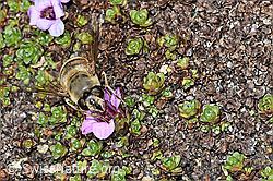Mistbiene (Eristalis tenax) auf Gegenblättrigem Steinbrech (Saxifraga oppositifolia) (C384291) Mistbiene (Eristalis tenax) auf Gegenblättrigem Steinbrech (Saxifraga oppositifolia) (C384291)