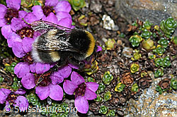 C384293: Heide-Erdhummel (Bombus cryptarum) auf Gegenblättrigem Steinbrech (Saxifraga oppositifolia)