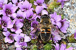 Mistbiene (Eristalis tenax) auf Gegenblättrigem Steinbrech (Saxifraga oppositifolia) (C384302) Mistbiene (Eristalis tenax) auf Gegenblättrigem Steinbrech (Saxifraga oppositifolia) (C384302)