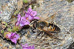 Mistbiene (Eristalis tenax) auf Gegenblättrigem Steinbrech (Saxifraga oppositifolia) (C384304) Mistbiene (Eristalis tenax) auf Gegenblättrigem Steinbrech (Saxifraga oppositifolia) (C384304)