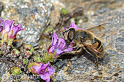Mistbiene (Eristalis tenax) auf Gegenblättrigem Steinbrech (Saxifraga oppositifolia) (C384306) Mistbiene (Eristalis tenax) auf Gegenblättrigem Steinbrech (Saxifraga oppositifolia) (C384306)
