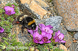 C384310: Heide-Erdhummel (Bombus cryptarum) auf Gegenblättrigem Steinbrech (Saxifraga oppositifolia)