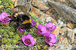C384311: Heide-Erdhummel (Bombus cryptarum) auf Gegenblättrigem Steinbrech (Saxifraga oppositifolia)