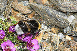 C384312: Heide-Erdhummel (Bombus cryptarum) auf Gegenblättrigem Steinbrech (Saxifraga oppositifolia)