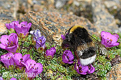 C384314: Heide-Erdhummel (Bombus cryptarum) auf Gegenblättrigem Steinbrech (Saxifraga oppositifolia)