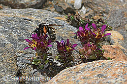 Alpenrosen-Lockensandbiene (Andrena rogenhoferi)<br/>Zweiblütiger Steinbrech (Saxifraga biflora)